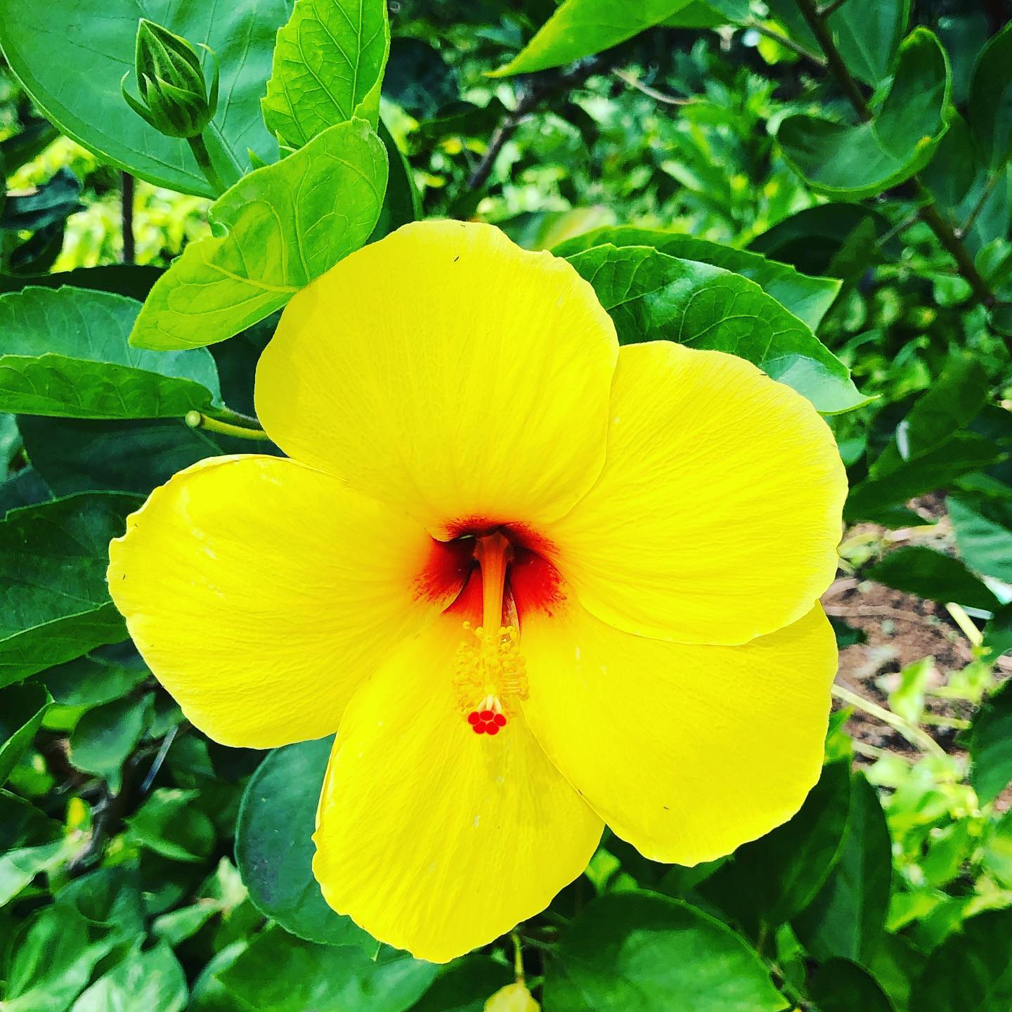 Alohaハワイに到着したらハイビスカスのお花を見かけられると思います ハワイ ロミロミマッサージ キューブ ハワイマッサージ フェイシャル
