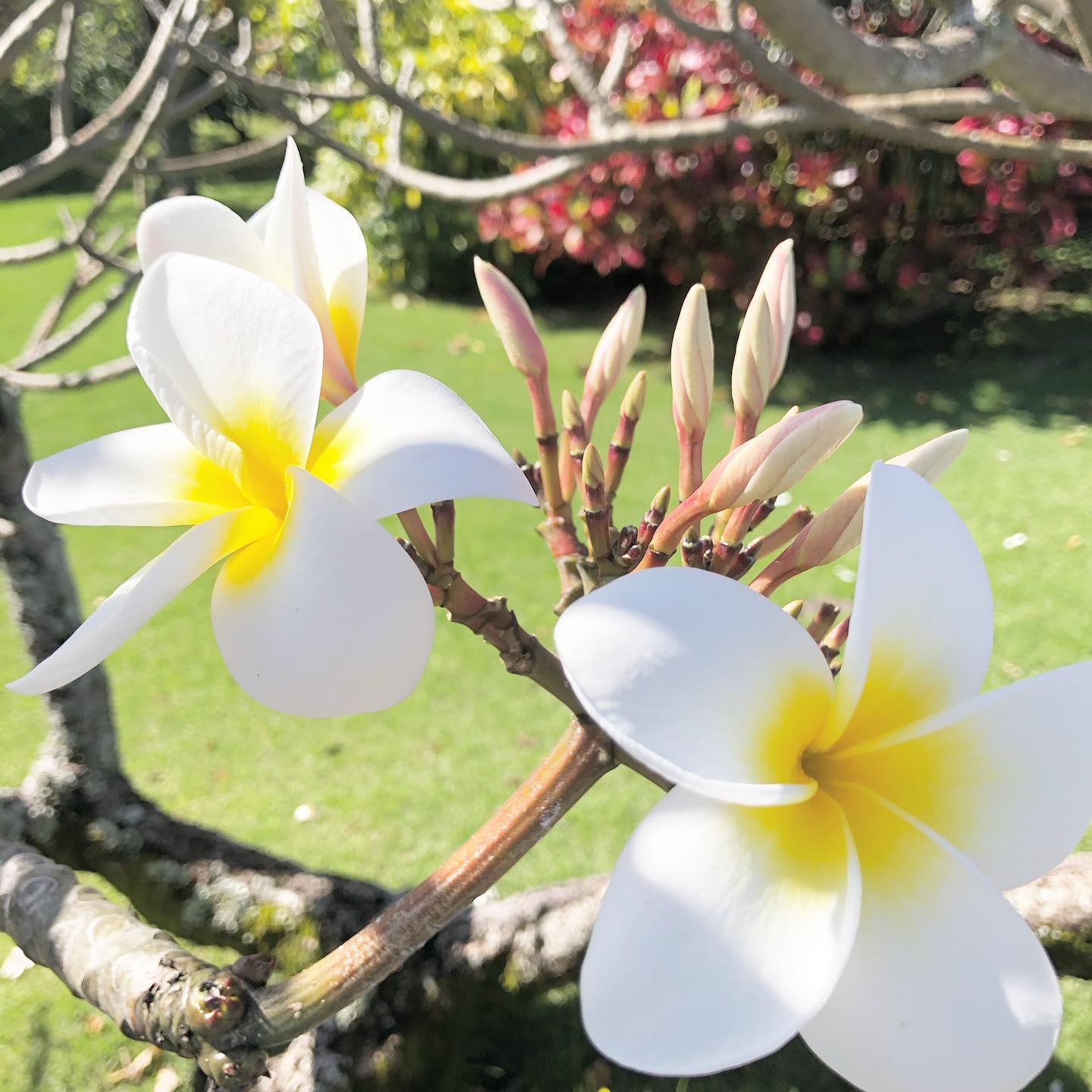 この時期お花が綺麗 いつ見てもかわいい ハワイ ロミロミマッサージ キューブ ハワイマッサージ フェイシャル