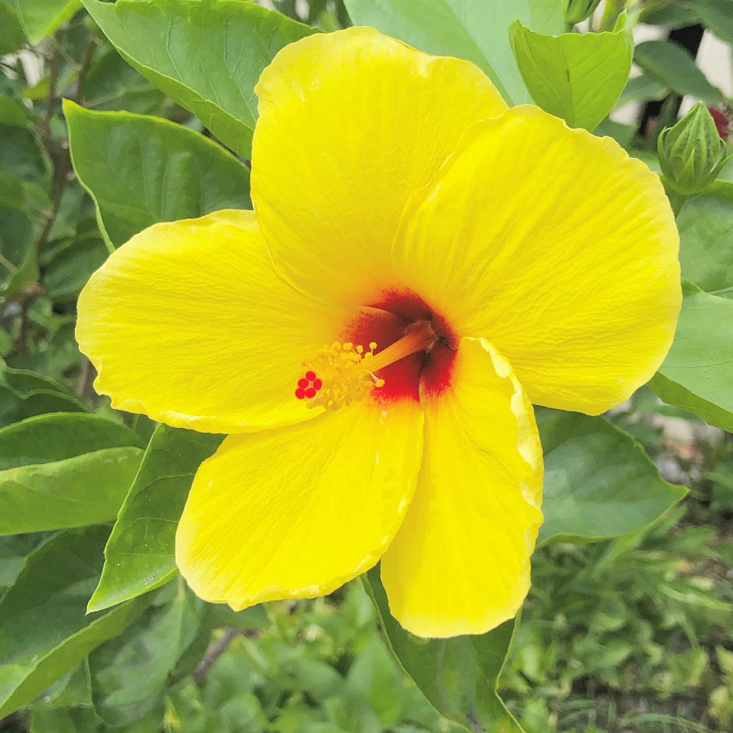 花のパワーとおもてなしハワイを代表する花と言えば ハイビスカスやプルメリアなどがあります ハワイ ロミロミマッサージ キューブ ハワイ マッサージ フェイシャル
